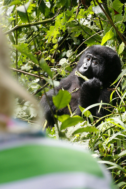 Uganda Ruanda 11