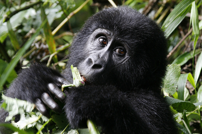 Uganda Ruanda 12