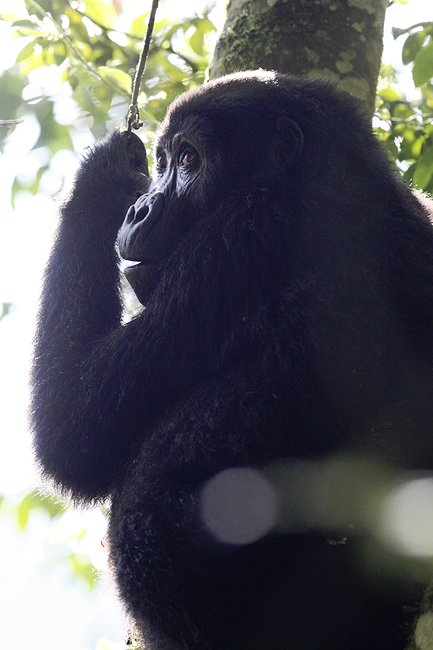 Uganda Ruanda 14