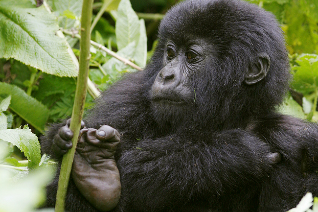 Uganda Ruanda 15